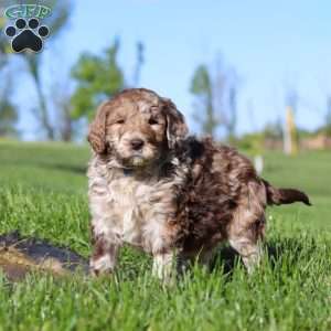 Hudson, Newfypoo Puppy
